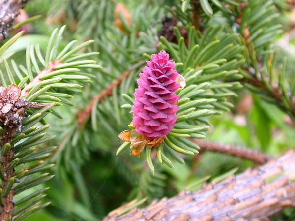 Елена Тархова