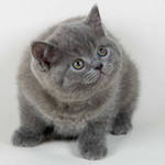 Ольга Малкина