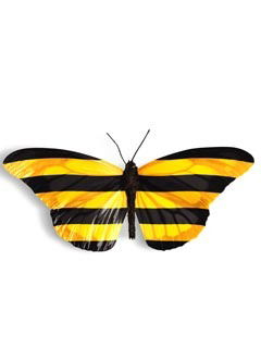 Евгений Кобзев