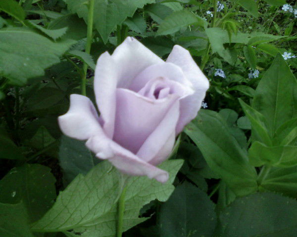 Юрий Протасов