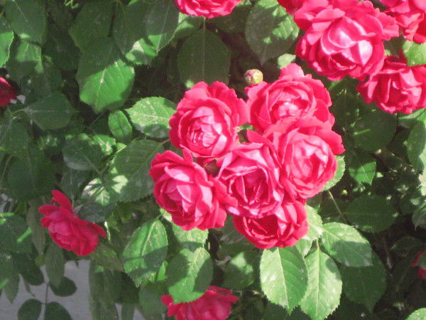 Раъно Темирова