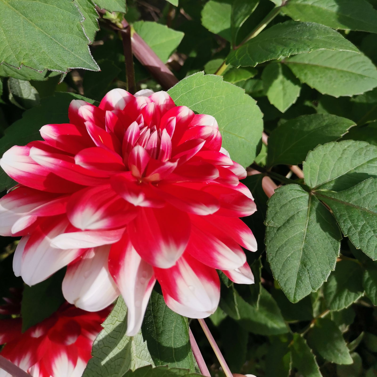 Евгения Шолохова