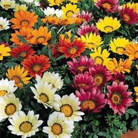 Елена Тригуб