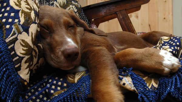 Владимир Волков