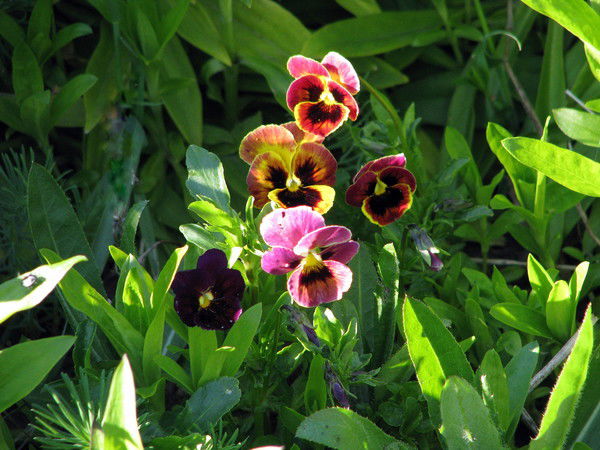 Галина Михайловна