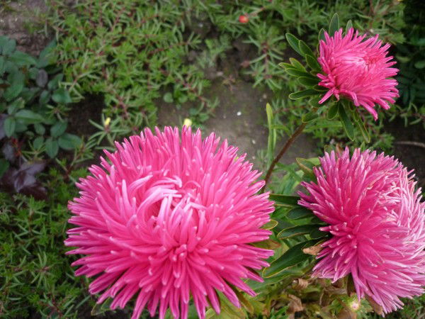 Вера Пучкова