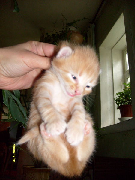 Наталья Подлегаева