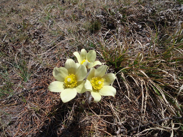 Лидия Комиссарова