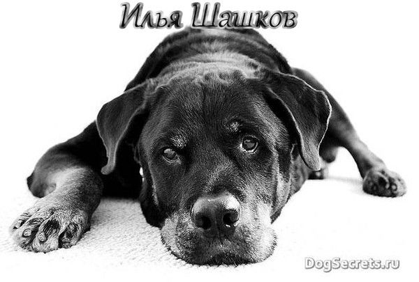 Илья Шашков