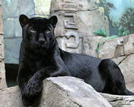 $$$ Самая Счастливая$$$