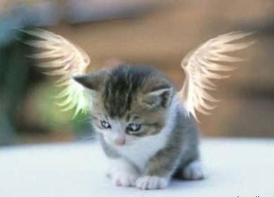 Оля Перепёлкина