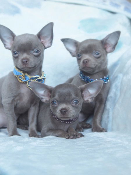 Елена Прохорова