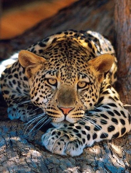 Нюша Любимова