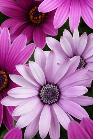 Наташа Шевцова