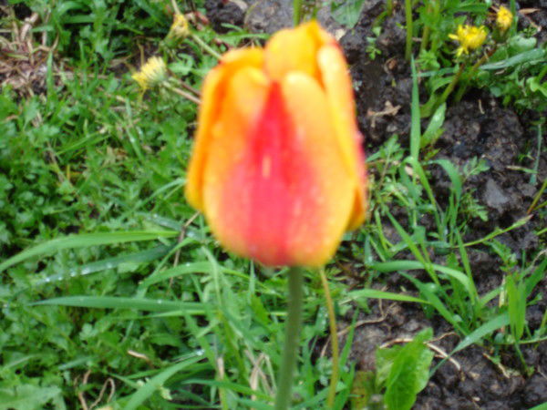 Марио Марио