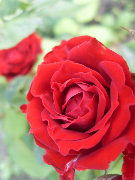 Светлана ....