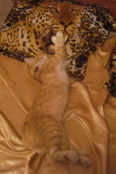 Виктория Горбенко