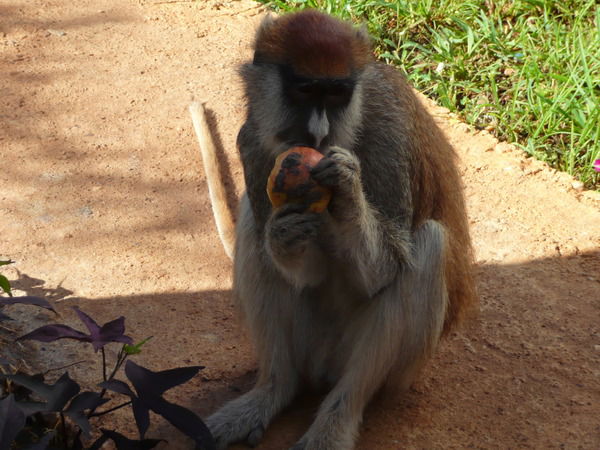 Игорь Носенко