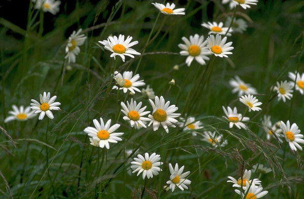 Людмила Ковальчук