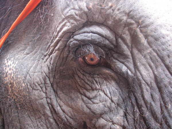 Elza Безобразная