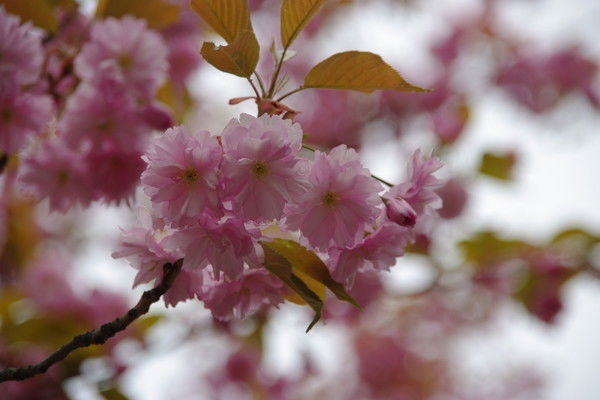 Konstantin Mashkancev