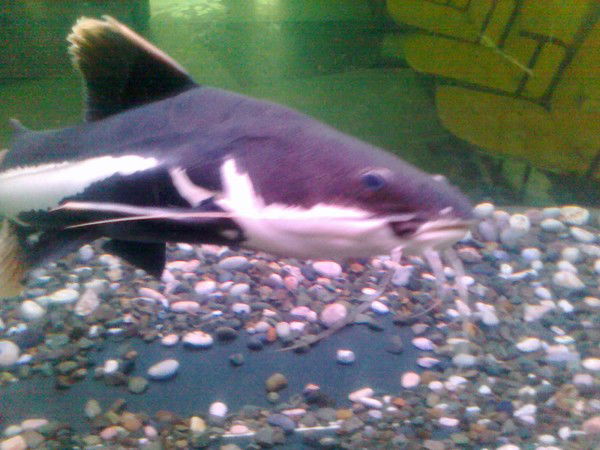 Дмитрий Радченко