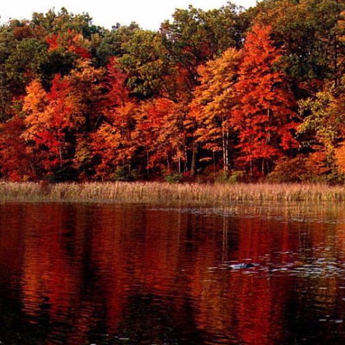 Анастасия Курчатова