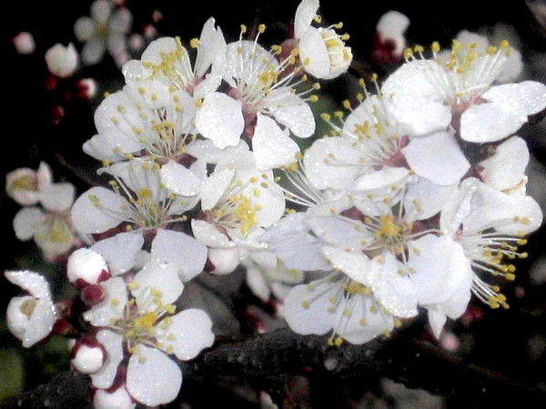 Жангабулова Гульнара