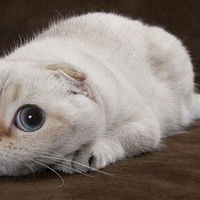 Перегудова Любовь