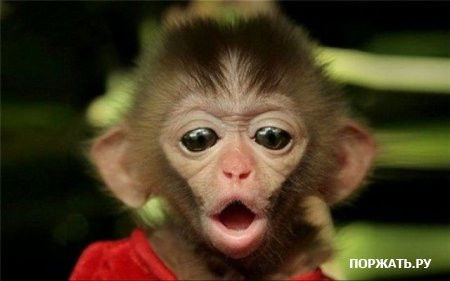 Константин Старостин