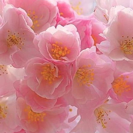 Мамей Диана