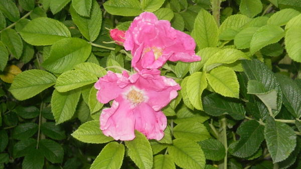 Наталья Анненкова