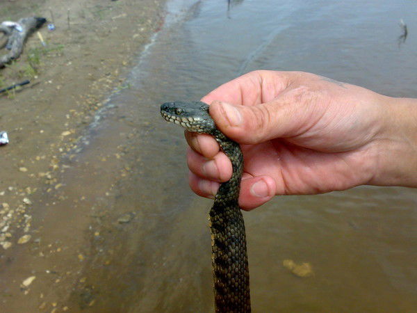 Лёха Краснов