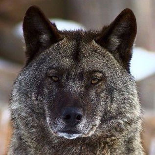 Даниил Тимофеев