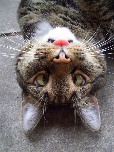 Анатолий Порошин