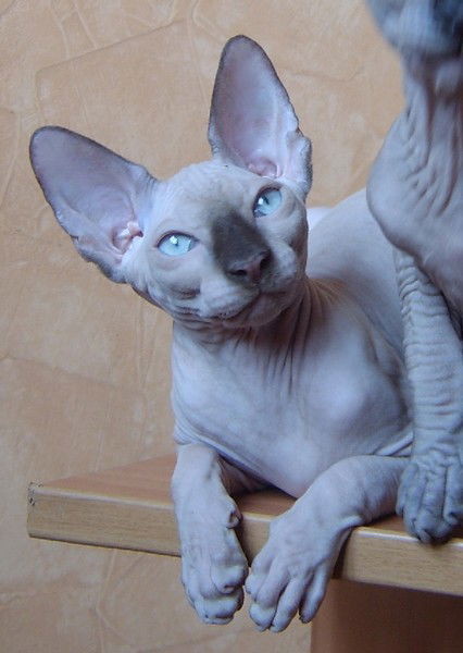 Ольга Чернышева