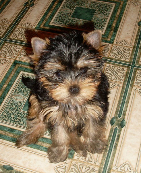 Юрий Немчинов