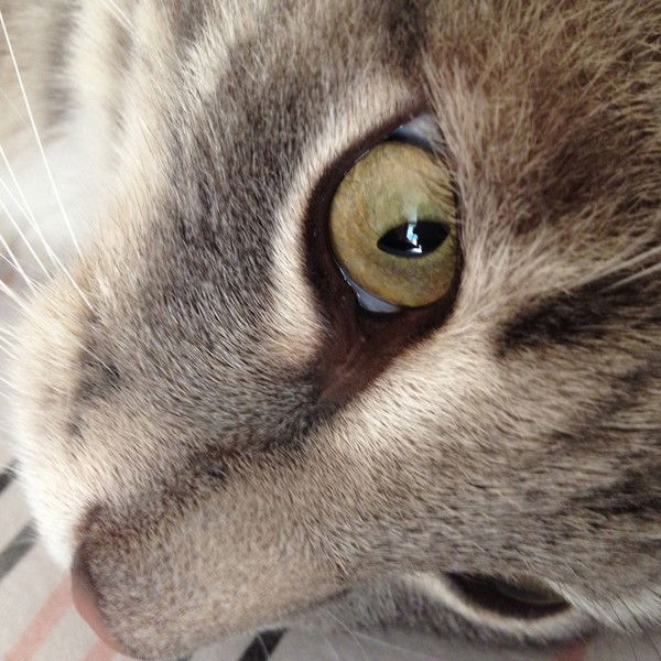 Елена Губина