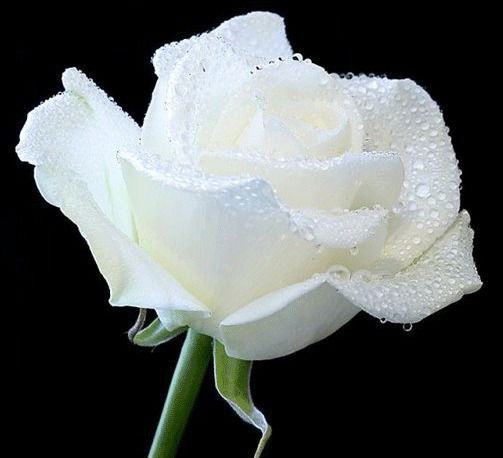 Наталья Груша