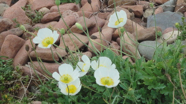 Полина Демченко