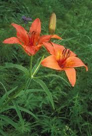 Варвара Максимова