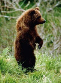 Михаил Медведь