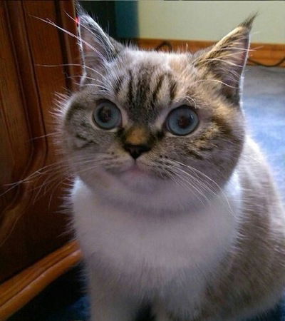 Григорий Голяшов