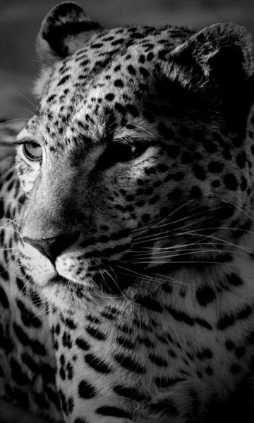 Каргальцевы Каргальцевы