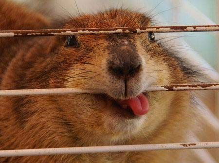 Даша Сасалетина