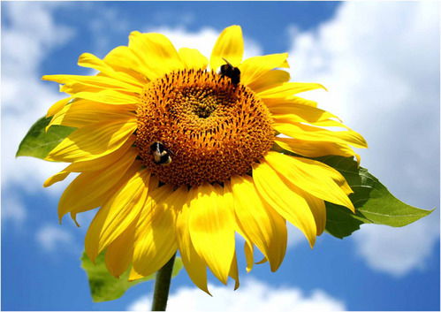 Надежда Павлова