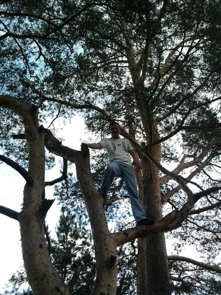 Тимон Димон