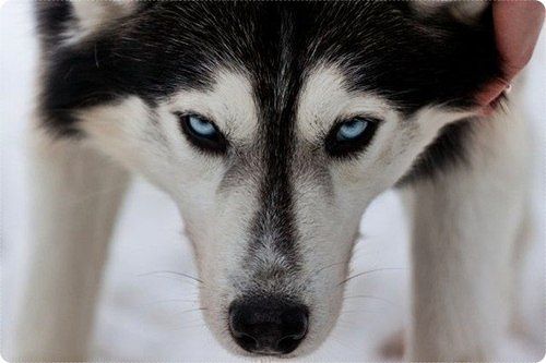 Ооо Мириада