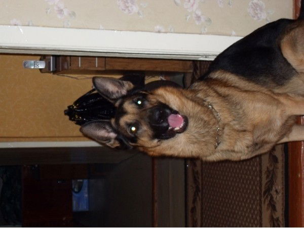 Владимир Кутепов