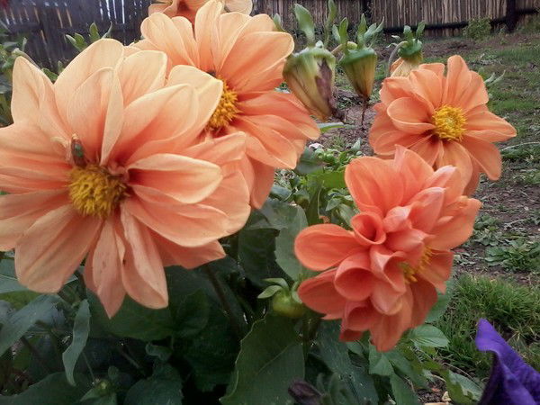 Лена Санаева